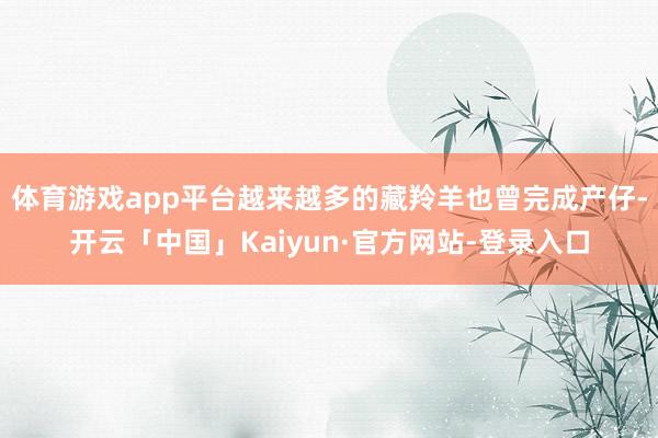 体育游戏app平台越来越多的藏羚羊也曾完成产仔-开云「中国」Kaiyun·官方网站-登录入口